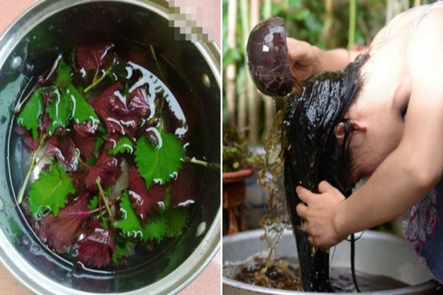 Rụng tóc nhiều, tham khảo một loại lá sẵn có là bí quyết kích thích mọc tóc con